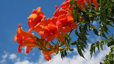 Вьющиеся садовые растения – Лианы вида и сорта