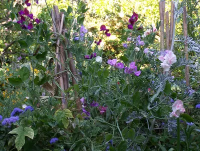 Живая стена в саду. Садовые ширмы из цветов — фото. | Любимые цветы