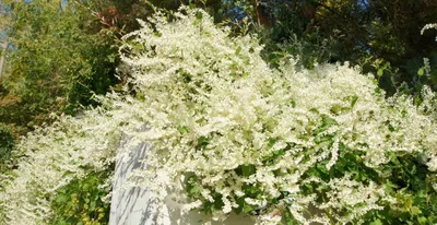 Декоративные вьющиеся растения: 8 многолетних лиан, которые стоит посадить  в своем саду - YouTube