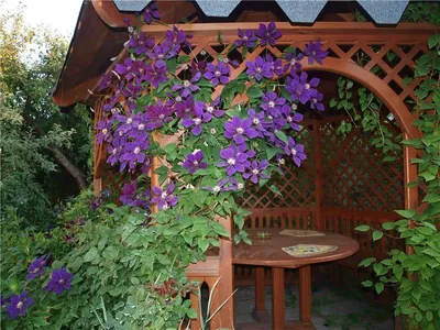 Вьющиеся растения для сада купить недорого ⋆ blumgarden.ru