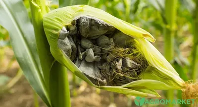 Вредители и болезни кукурузы фото фото