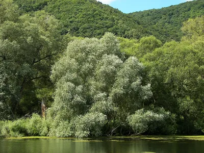 Ива золотистоволосистая (Salix sepulcralis)