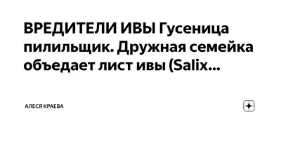 Иву Nana (Нана) можно купить недорого с доставкой в питомнике Любвитский