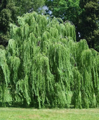 Ива волчниковая (Salix daphnoides) - PictureThis