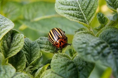 Насекомое-вредители картофель. Decemlineata Leptinotarsa жука картофель  Колорадо и Wireworm жука Click изолированное на белом Иллюстрация вектора -  иллюстрации насчитывающей щелчок, бич: 199925672