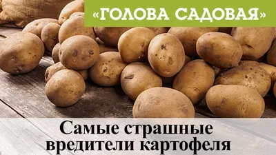 Что нужно знать о картофеле?