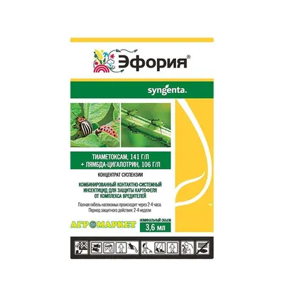 Яйцекладка Колорадского Жука На Спине Листа Картофеля Яркие Насыщенные  Овальные Желтооранжевые Яйца Вредителей Картофеля Крупным Плано — стоковые  фотографии и другие картинки Борьба с вредителями - iStock