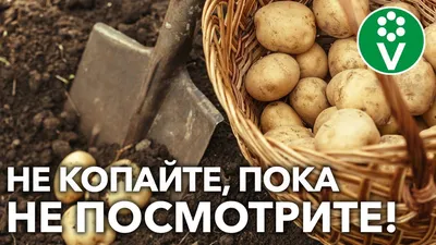 Вредители картофеля: описание, вредоносность, меры борьбы