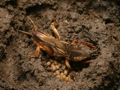 Что посадить от колорадского жука - растения-отпугиватели — УНИАН