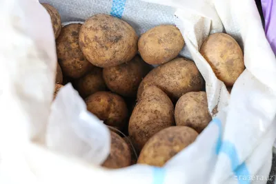 Вредители картофеля с фото и описаниеем, борьба с ними