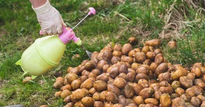 Борьба с колорадским жуком: эффективные средства борьбы, препараты против  колорадского жука на картошке