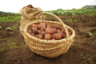 Это не грибок и не вредители: вот почему появляются «дупла» в клубнях  картошки