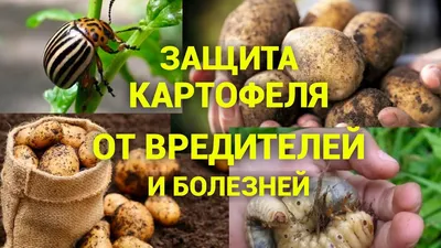 ГлавАгроном - ТОП-13 вредителей картофеля