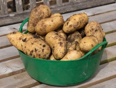 Болезни и Вредители Картофеля. Как защитить картофель?! - YouTube
