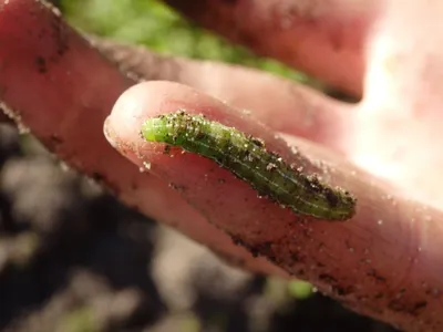 Колорадский жук поедает листья картофеля. сельскохозяйственные насекомые- вредители. | Премиум Фото