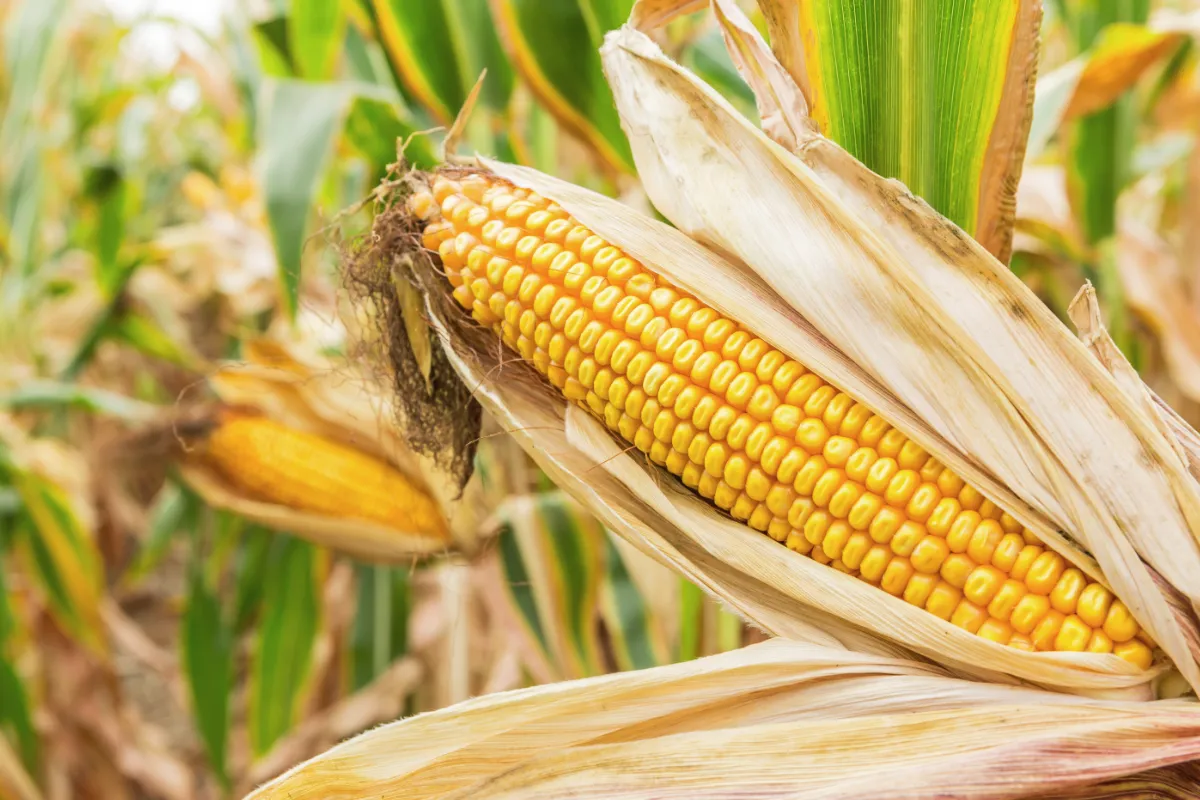 Кукуруза Оватонна. Кукуруза Галатея. Диплодиоз кукурузы. Кукуруза зерновая культура. Corn кукуруза