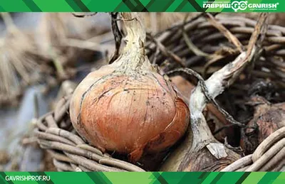 ГлавАгроном - Опасные грибные болезни лука: как предупредить и защитить  культуру в поле