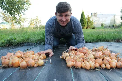 Все о выращивании лука: от посадки до уборки + лучшие сорта | На грядке  (Огород.ru)