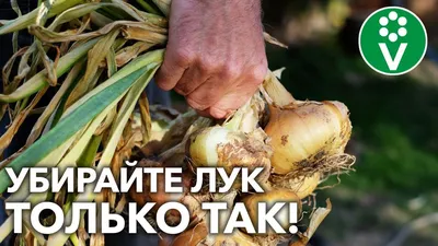 Купити Семена лука Штутгартер Ризен - Насіння цибулі від Берекет КФХ