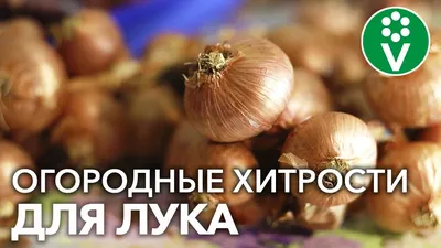 Семена лук репчатый Аэлита Стригуновский местный 1 уп. - характеристики и  описание на Мегамаркет