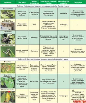 средства защиты сада и огорода от вредителей и насекомых: 11 тыс  изображений найдено в Яндекс.Картинках | Огородничество, Растения, Огород