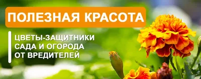 Вредители сада и огорода как с ними бороться Феникс 179358828 купить в  интернет-магазине Wildberries