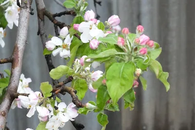 Полезные жуки, которых не стоит истреблять в саду, огороде и на цветах |  Огород, Сад, Уход за садом