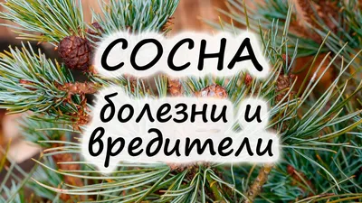 Болезни и вредители сосны: как лечить, как бороться | Флористикс Инфо -  YouTube