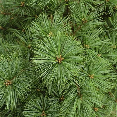 Сосна горная Гриндейл, Pinus mugo Greendale, С8 h 60см | САД ПОЛТАВИ