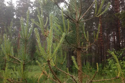 Сосна крымская 150/175 Pinus nigra subsp. pallasiana (К) — цена в LETTO