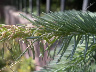 Сосна Ламберта (Pinus lambertiana) - PictureThis