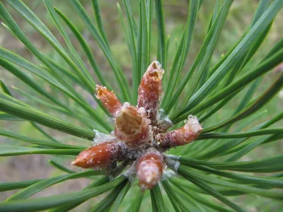 Сосново-пихтовый хермес — Pineus pini Koch. ( Pineus oriebtalis Dreyt. ) |  Центр независимой экспертизы состояния зелёных насаждений — Новости