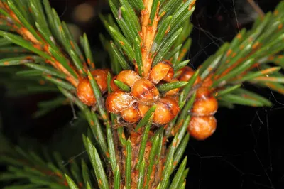 Сосна приморская (Pinus pinaster) - PictureThis