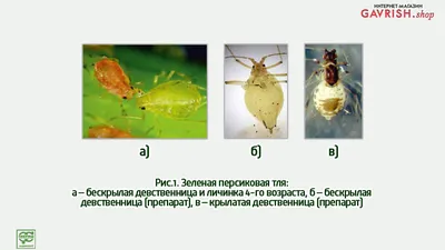 Вредители салата в теплицах, часть 1 | Гавриш Шоп