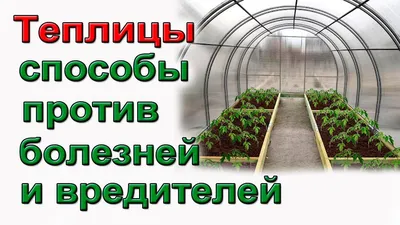 4 способа обработки теплицы от болезней и вредителей. | Теплица, Болезнь,  Полезные советы