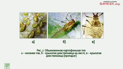 Вредители салата в теплицах, часть 1 | Гавриш Шоп