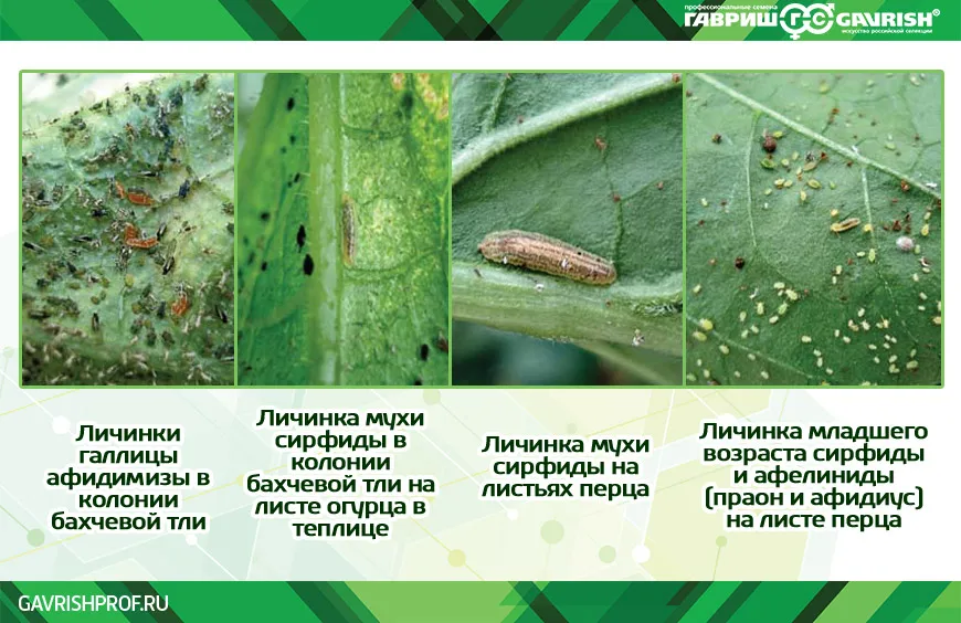 Бурая пятнистость томатов в теплице как бороться. Бурая пятнистость березы. Корневой ожог от удобрений. Почему на листьях появляются коричневые пятна.