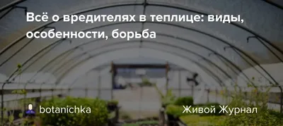 желтая гусеница на таблетках, растущих в теплице. садовые вредители.  маленький гусеница ползёт по свежему зелёному фенхелю сток-видео - Видео  насчитывающей вползать, разрушьте: 250151651