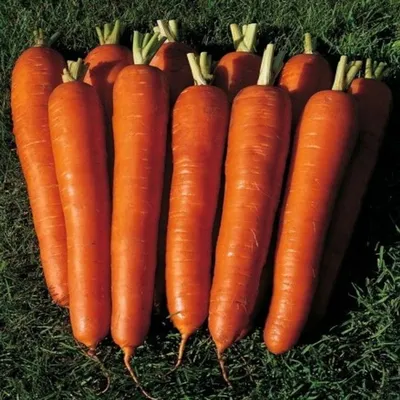 Семена моркови Вита Лонга 500 г. купить