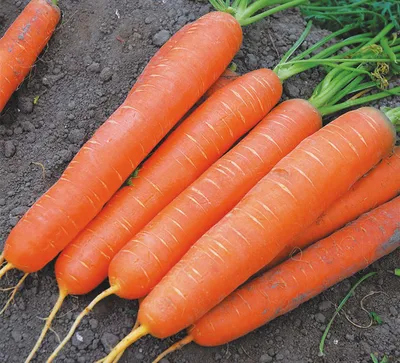 Семена моркови Купар F1, поздний гибрид, 100 000 шт, \"Bejo\" (Голландия),  100 000 шт (2,0-2,2) — Товары для выращивания овощей и фруктов —  Интернет-магазин Shoproslo