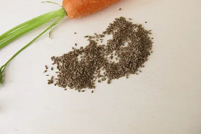 В Молдове увеличат посев моркови 🥕 – LikTV