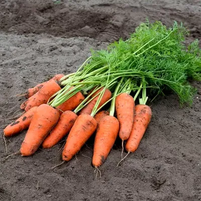 Семена моркови Карини купить в Украине | Веснодар