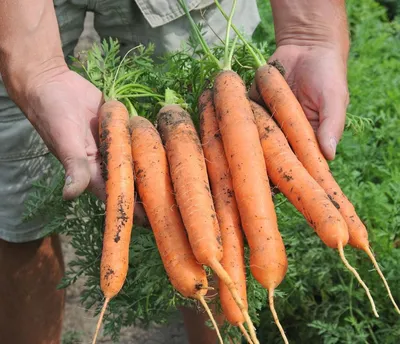 Семена моркови Каскад F1, поздний гибрид, 100 000 шт, \"Bejo\" (Голландия),  100 000 шт (1,8-2,0) — Товары для выращивания овощей и фруктов —  Интернет-магазин Shoproslo