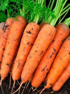 Посадка моркови на ленте: 4 этапа и важные тонкости технологии | AgroMarket  интернет магазин семян