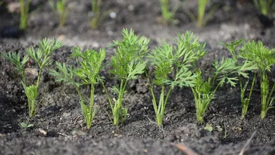 Сроки всхода моркови: ответы опытных садоводов и огородников
