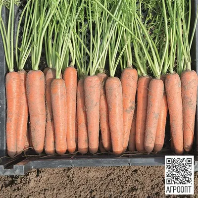 Семена моркови Каротан купить в Украине | Веснодар