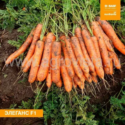 Тангерина F1 - семена моркови, 100 000 семян, (фр. от 1.4 до 2.8), Takii  Seed/Таки Сидс (Япония) - купить в интернет-магазине fremercentr.ru быстрая  доставка. Почтой или ТК.