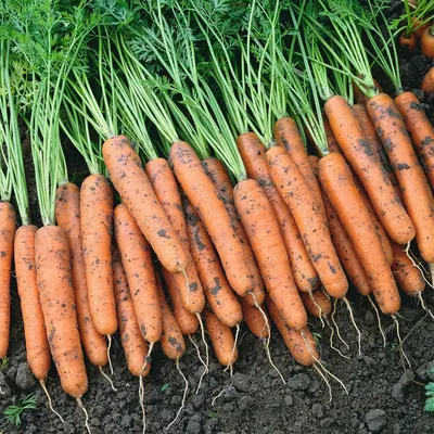 Посев моркови под зиму: агротехника и сорта
