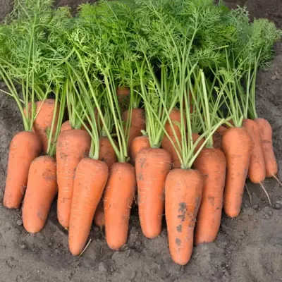 10 вопросов и ответов про морковь | Искусство садоводства | Дзен