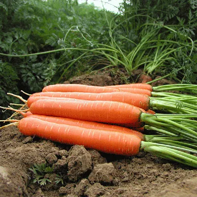 Морковь Ньюхолл F1 (Bejo) - купить семена из Голландии оптом - АГРООПТ